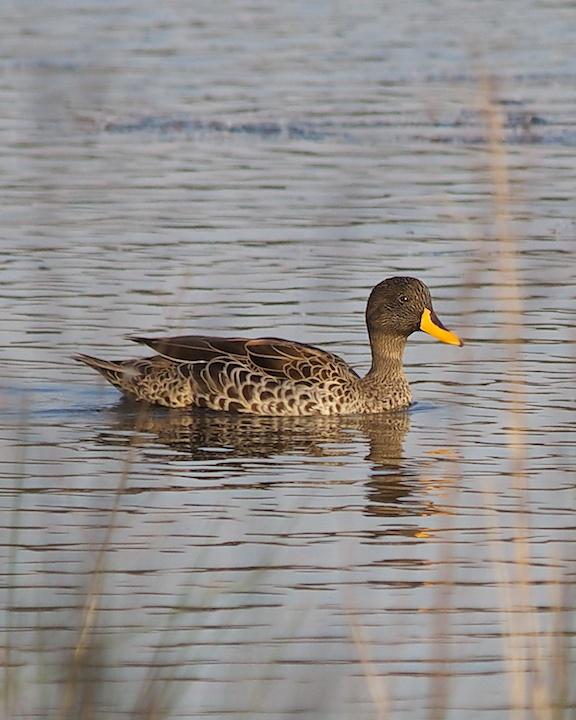 Yellow-billed Duck Photo by Denis Rivard