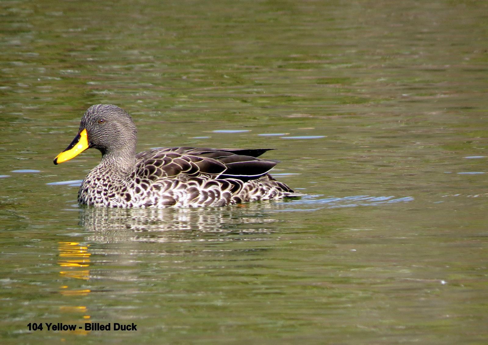 Yellow-billed Duck Photo by Richard  Lowe