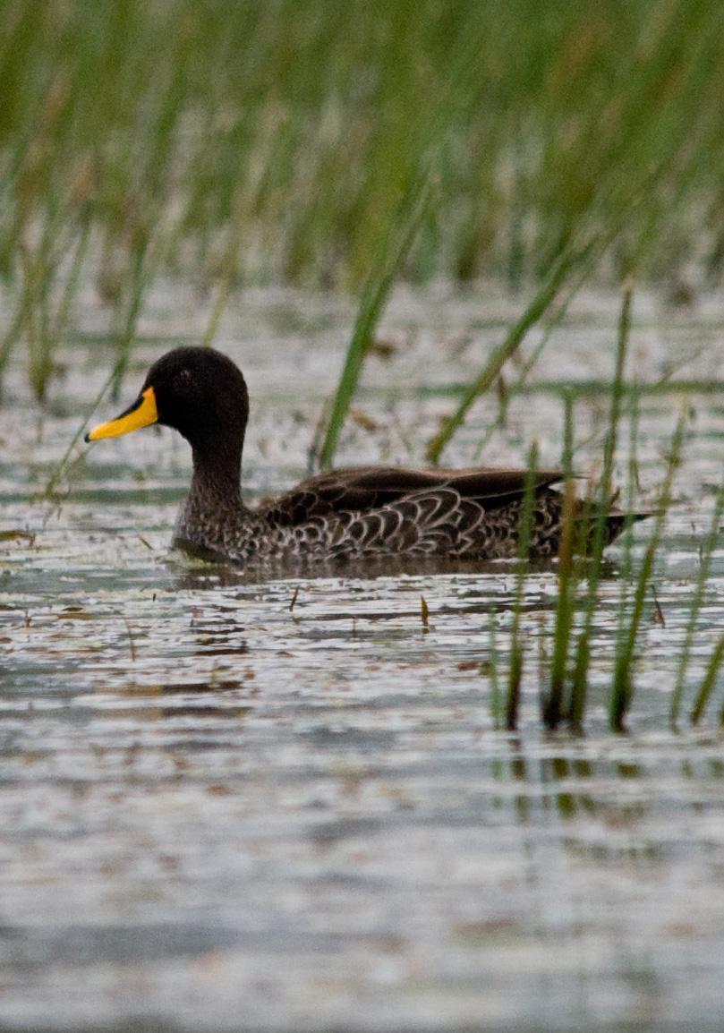 Yellow-billed Duck Photo by Carol Foil