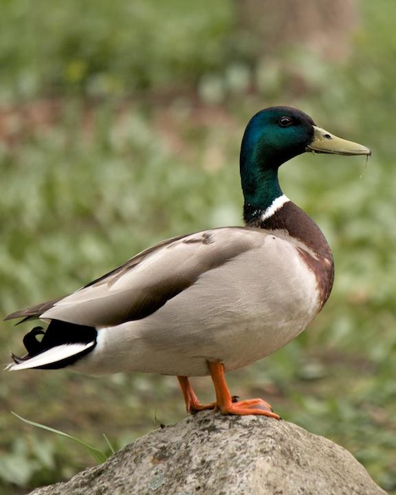 Mallard/Mexican Duck Photo by Denis Rivard