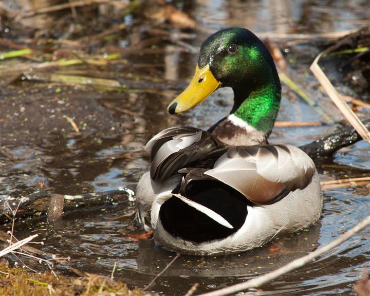 Mallard/Mexican Duck Photo by Jean-Pierre LaBrèche