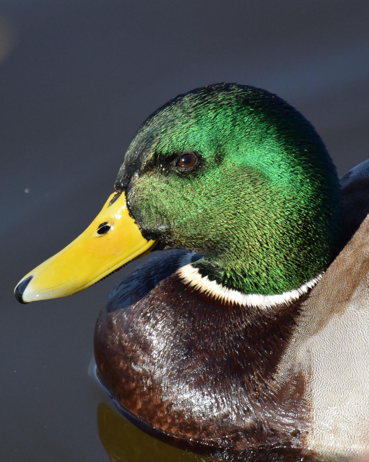 Mallard/Mexican Duck Photo by Steve Percival