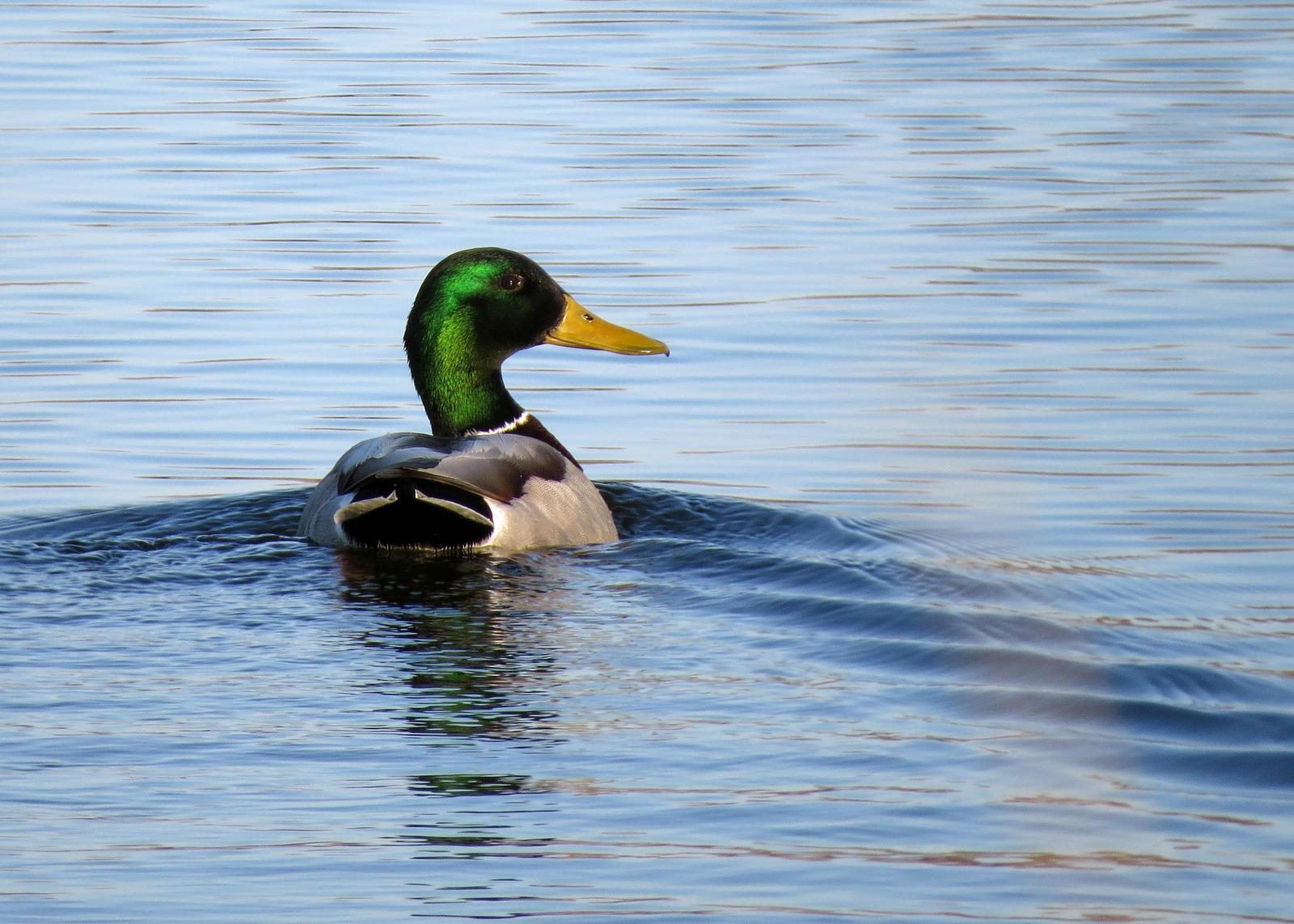 Mallard/Mexican Duck Photo by Kelly Preheim