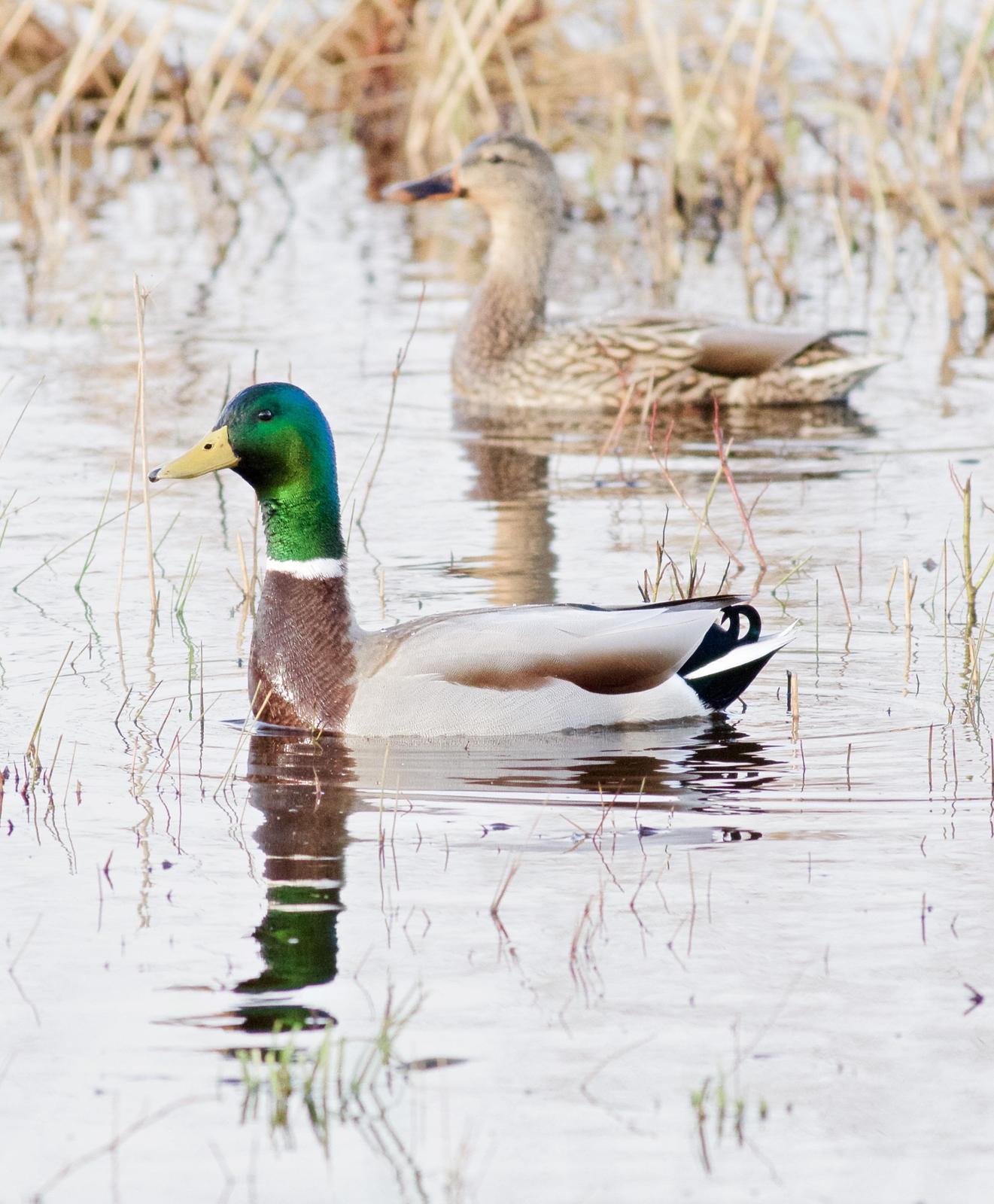 Mallard/Mexican Duck Photo by Kathryn Keith