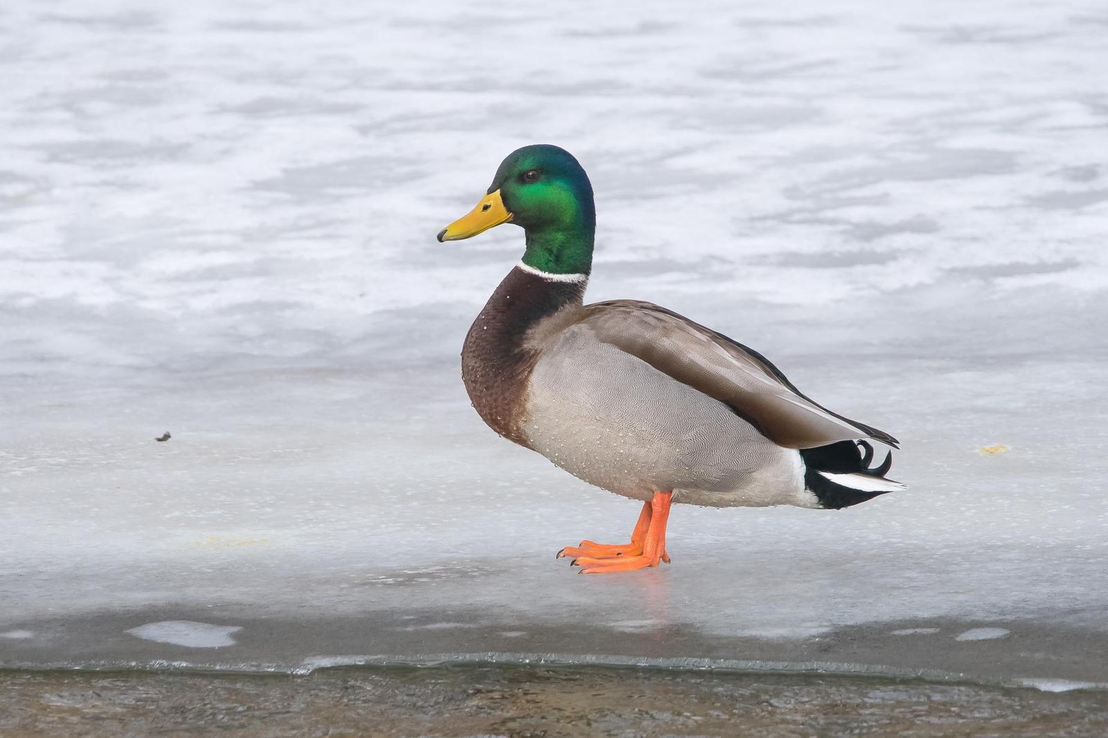 Mallard/Mexican Duck Photo by Gerald Hoekstra