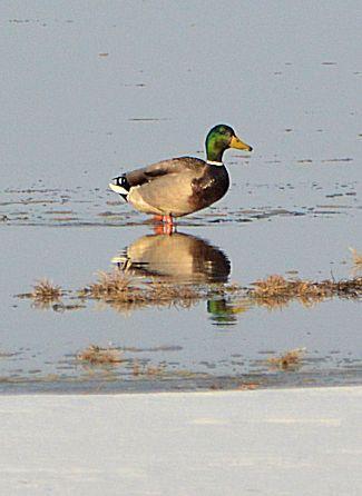 Mallard/Mexican Duck Photo by Jeannette Piecznski