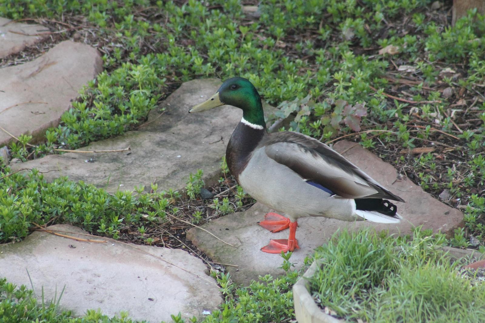Mallard/Mexican Duck Photo by Lorraine Lanning
