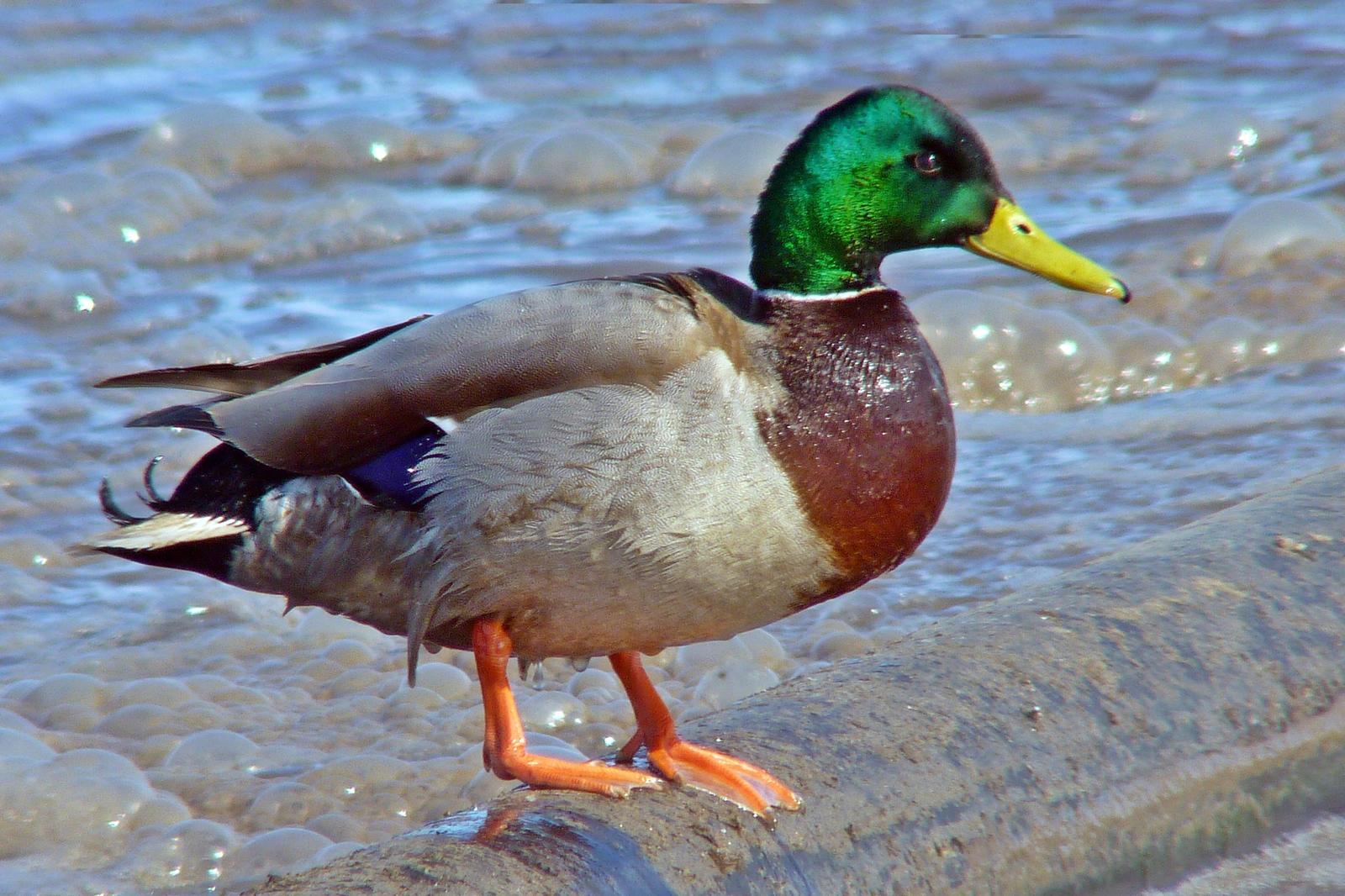 Mallard/Mexican Duck Photo by Bob Neugebauer