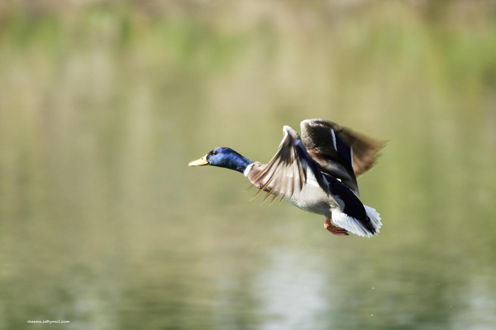 Mallard/Mexican Duck Photo by Simepreet Cheema