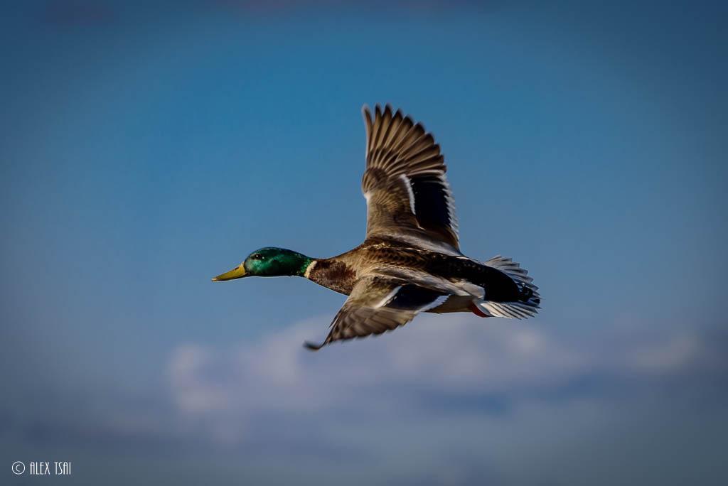 Mallard/Mexican Duck Photo by Y TSAI
