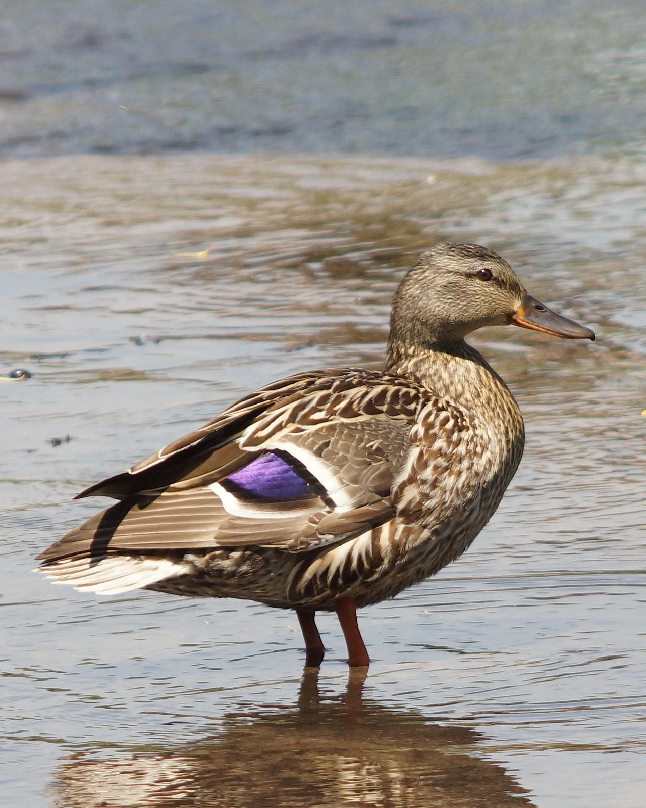 Mallard/Mexican Duck Photo by Gerald Hoekstra