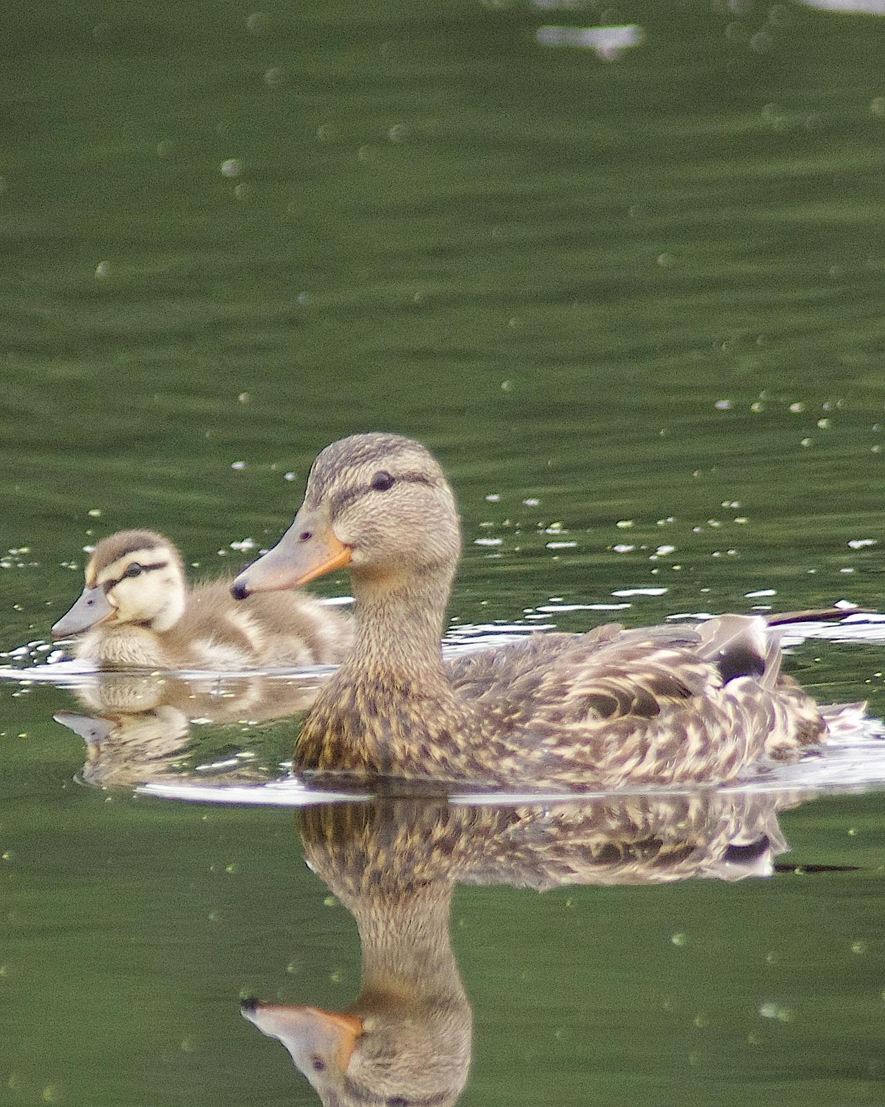 Mallard/Mexican Duck Photo by Gerald Hoekstra