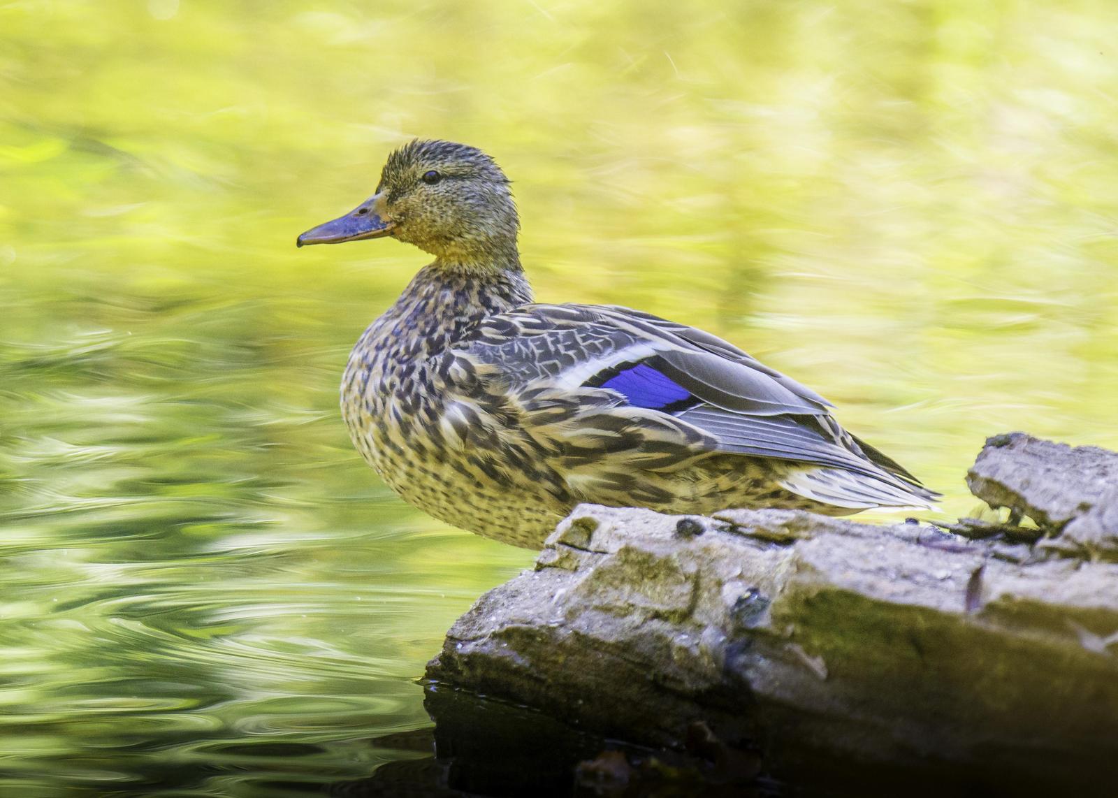 Mallard/Mexican Duck Photo by Mason Rose