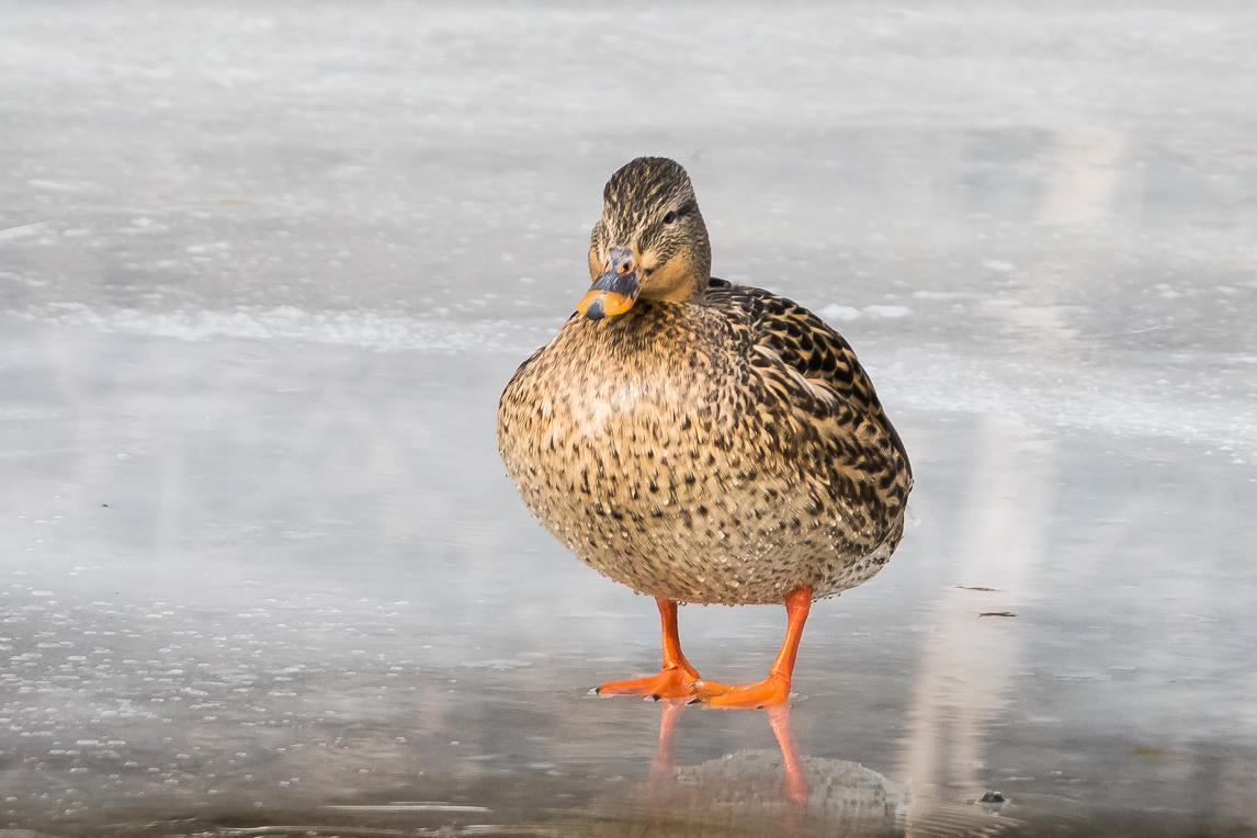 Mallard/Mexican Duck Photo by Gerald Hoekstra