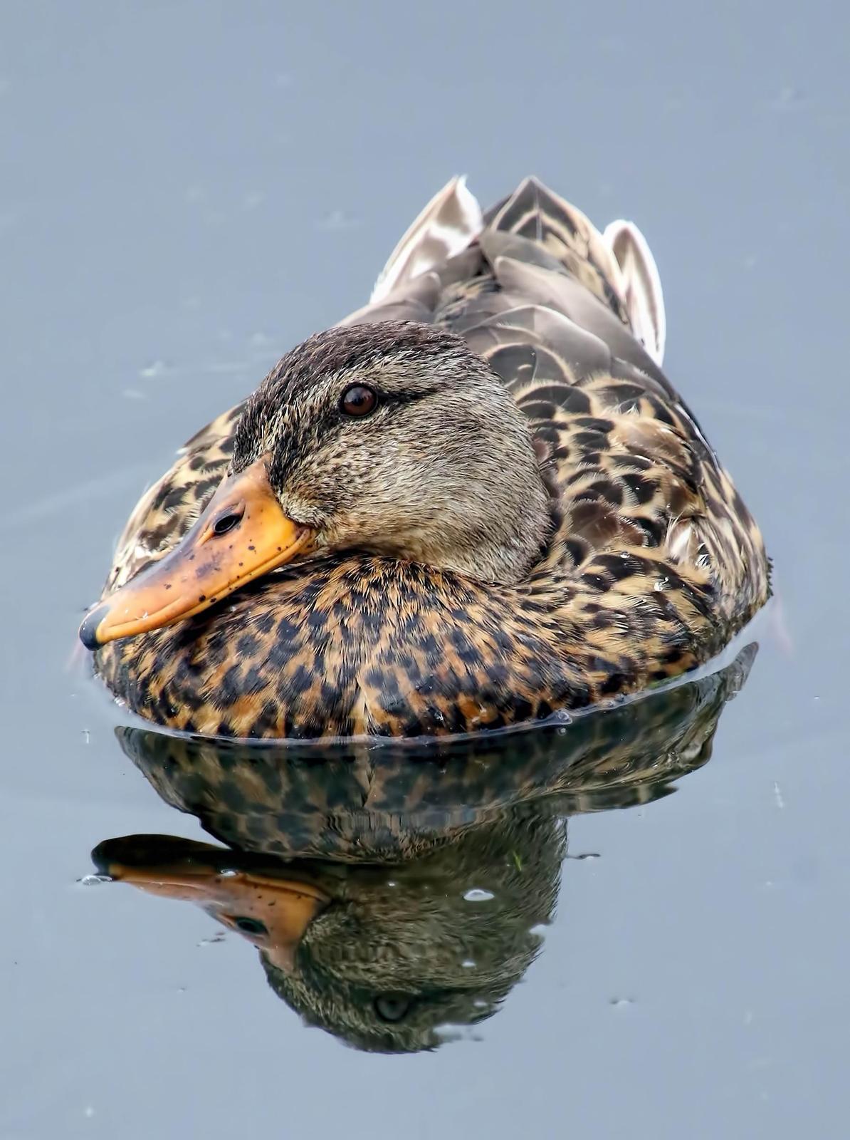 Mallard/Mexican Duck Photo by Dan Tallman