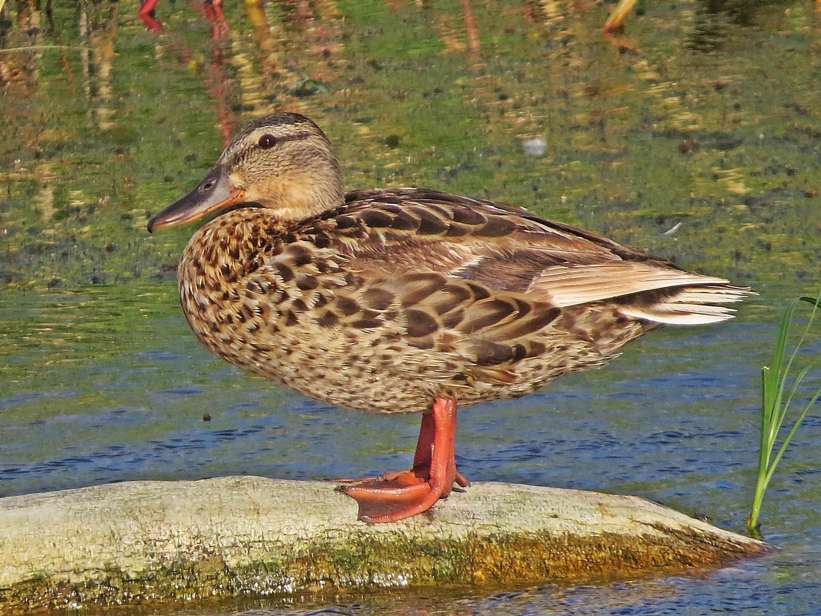 Mallard/Mexican Duck Photo by Bob Neugebauer