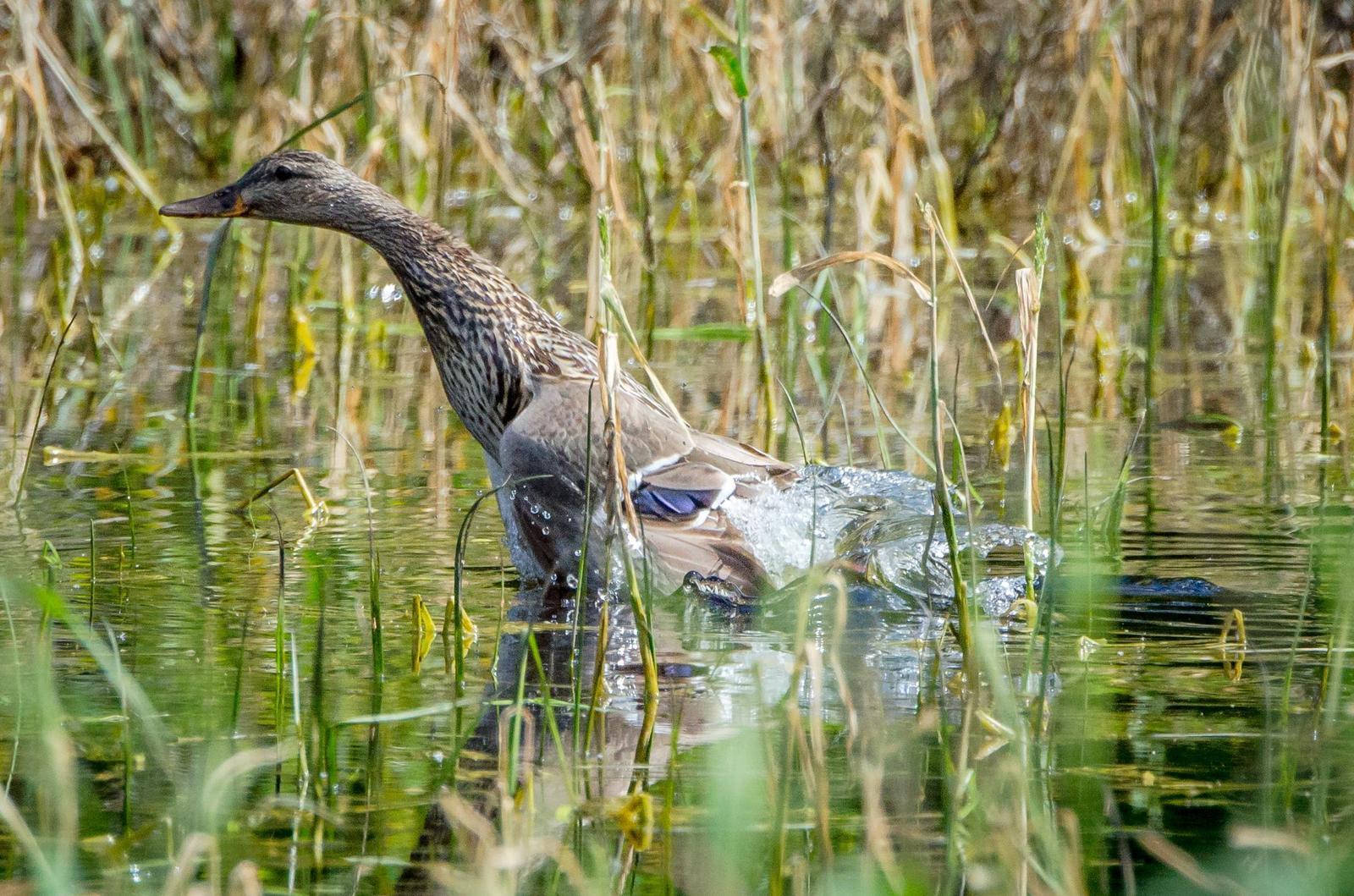 Mallard/Mexican Duck Photo by Scott Yerges