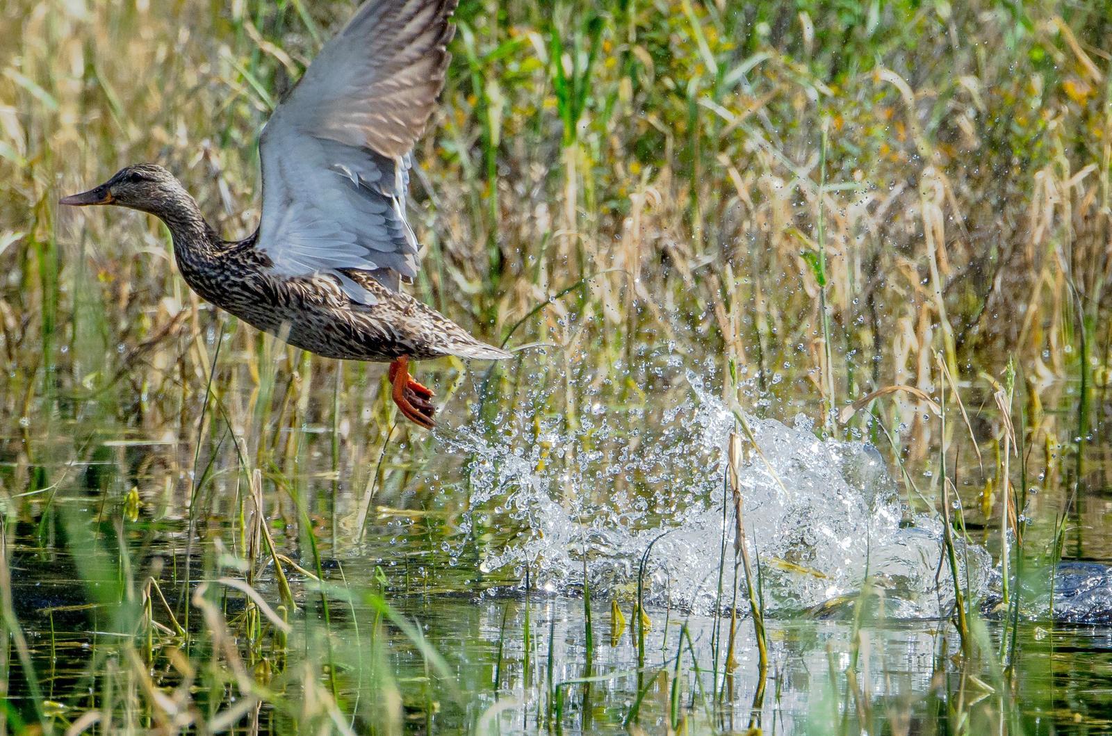 Mallard/Mexican Duck Photo by Scott Yerges