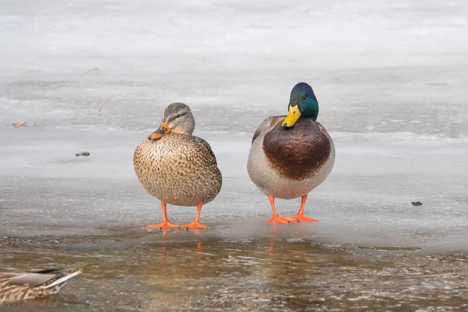 Mallard/Mexican Duck Photo by Gerald Hoekstra