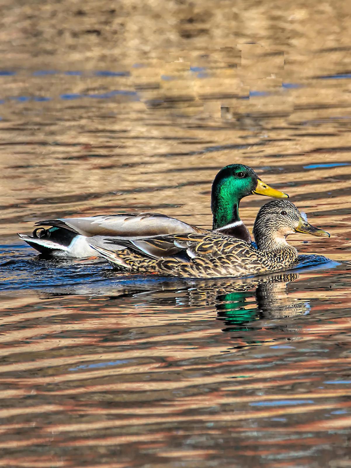 Mallard/Mexican Duck Photo by Dan Tallman