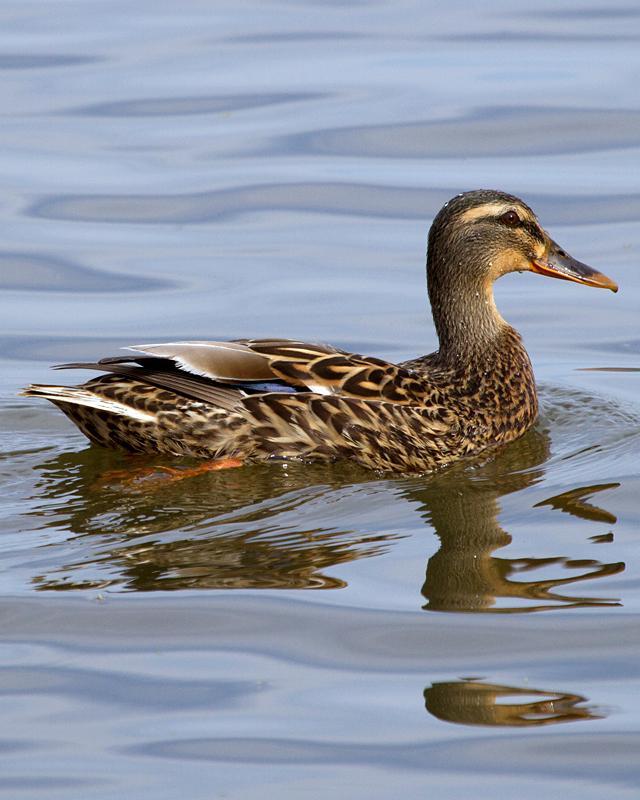 Mallard/Mexican Duck Photo by Ashley Bradford