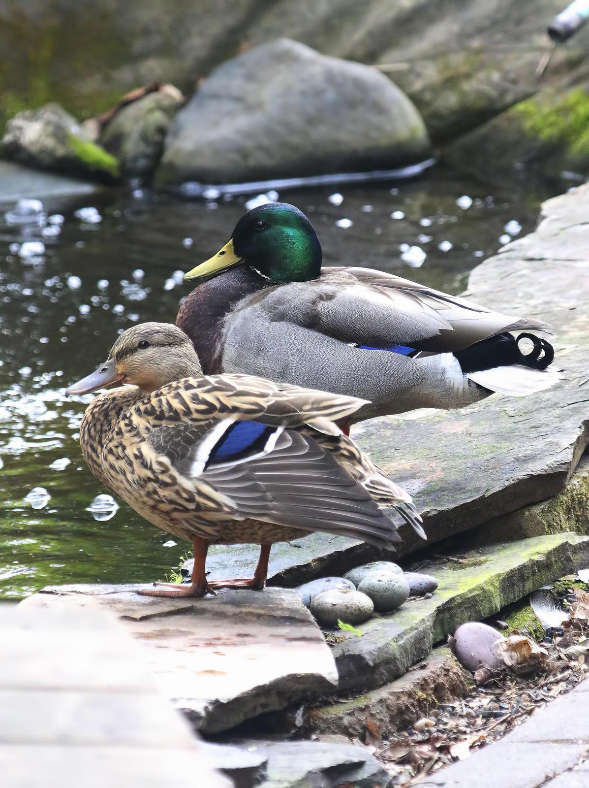 Mallard/Mexican Duck Photo by Dan Tallman