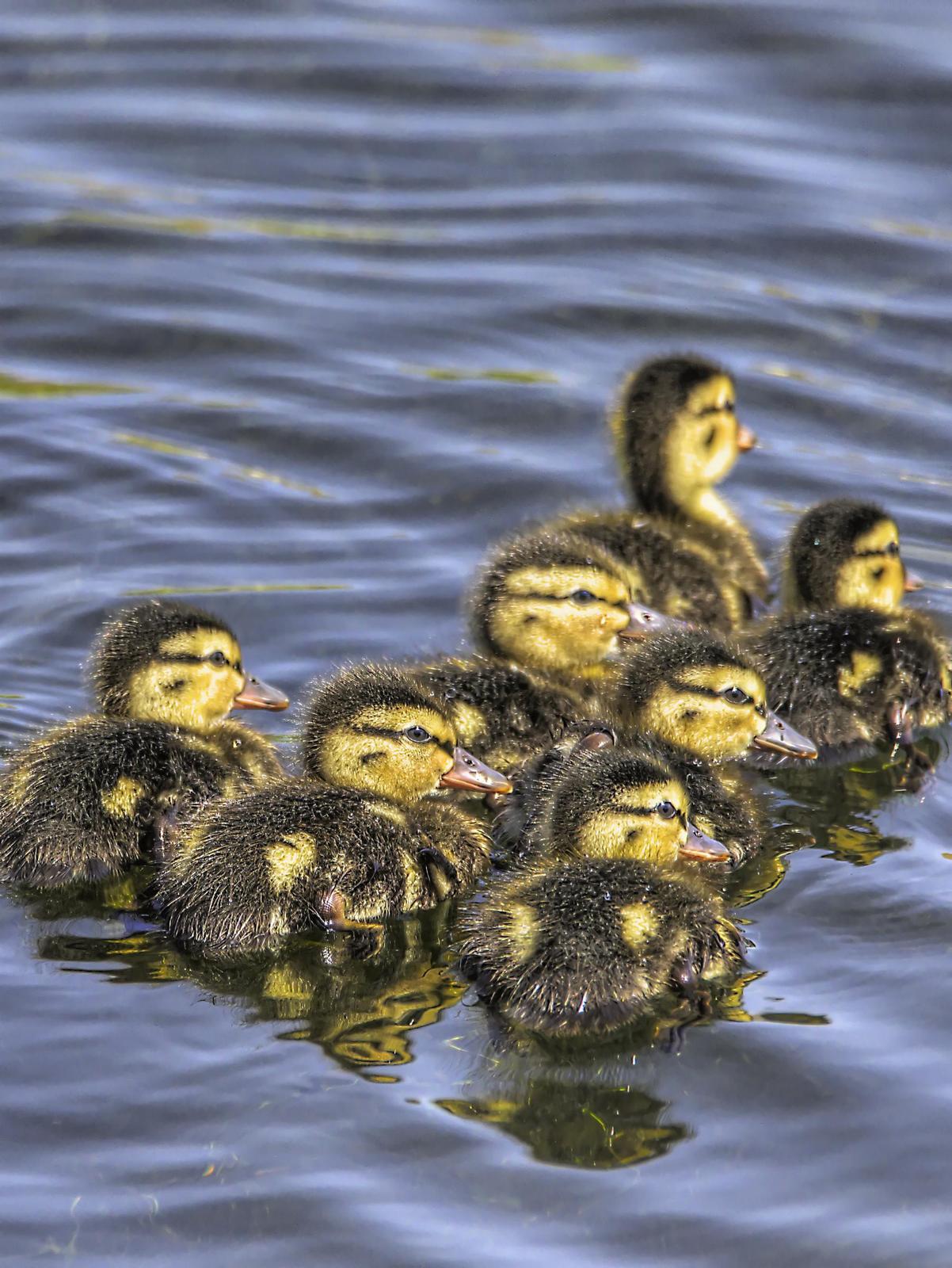 Mallard/Mexican Duck Photo by Dan Tallman