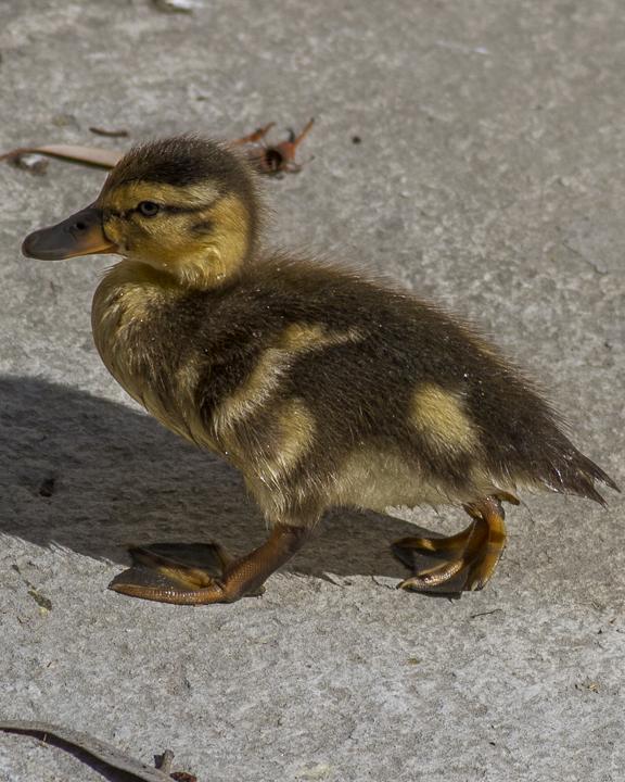 Mallard/Mexican Duck Photo by Anthony Gliozzo