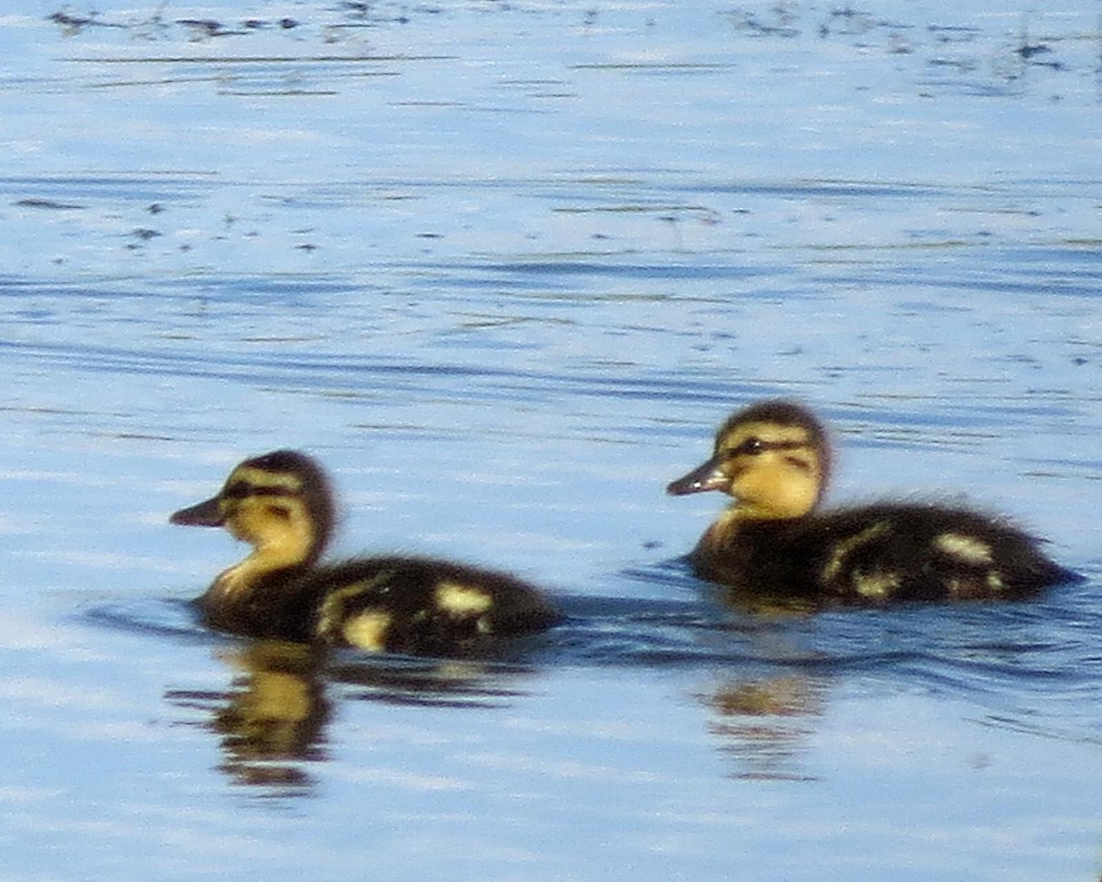 Mallard/Mexican Duck Photo by Kelly Preheim