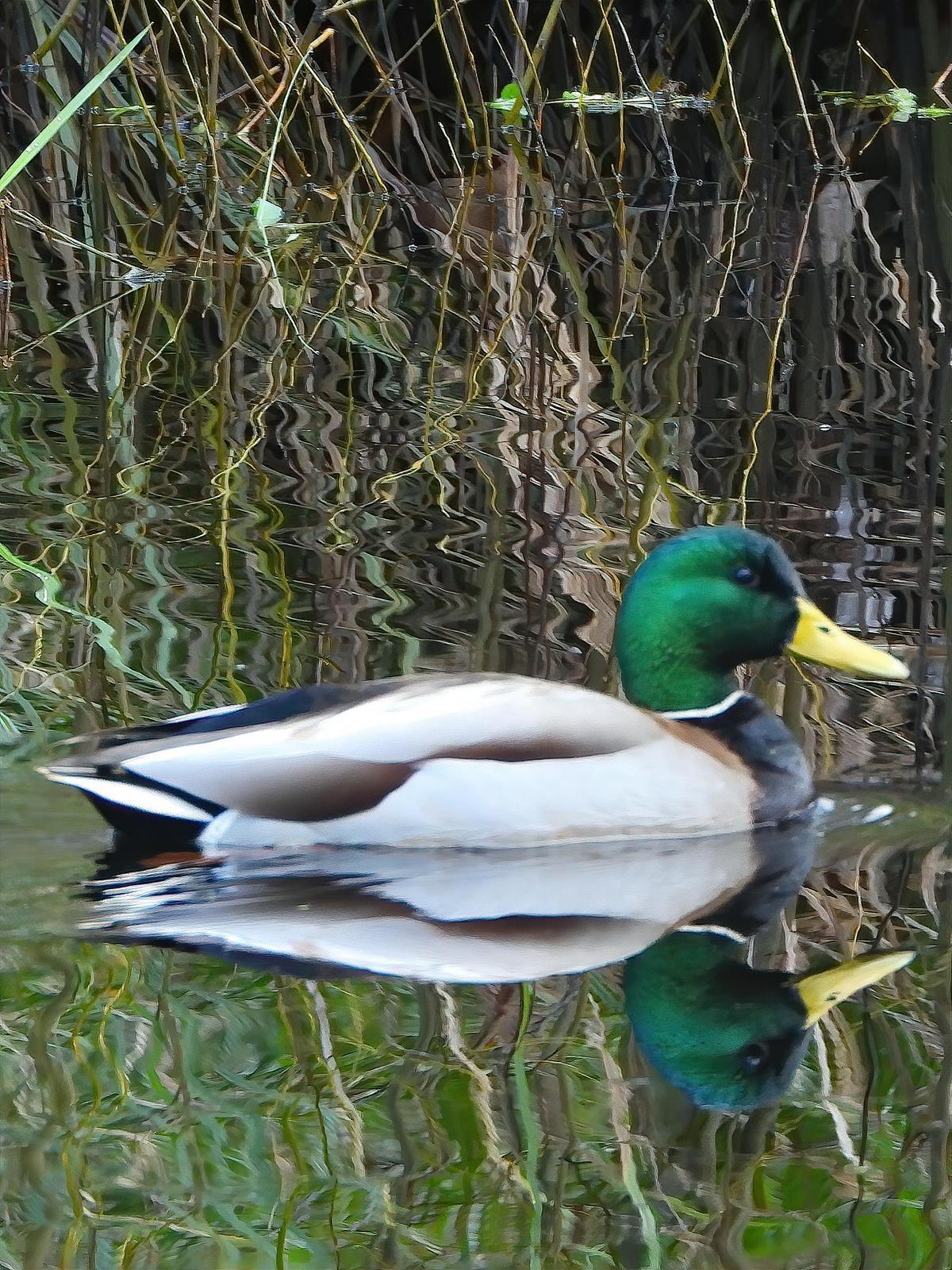Mallard Photo by Dan Tallman
