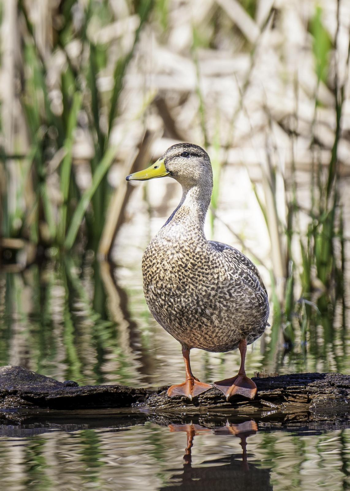 Mexican Duck Photo by Mason Rose