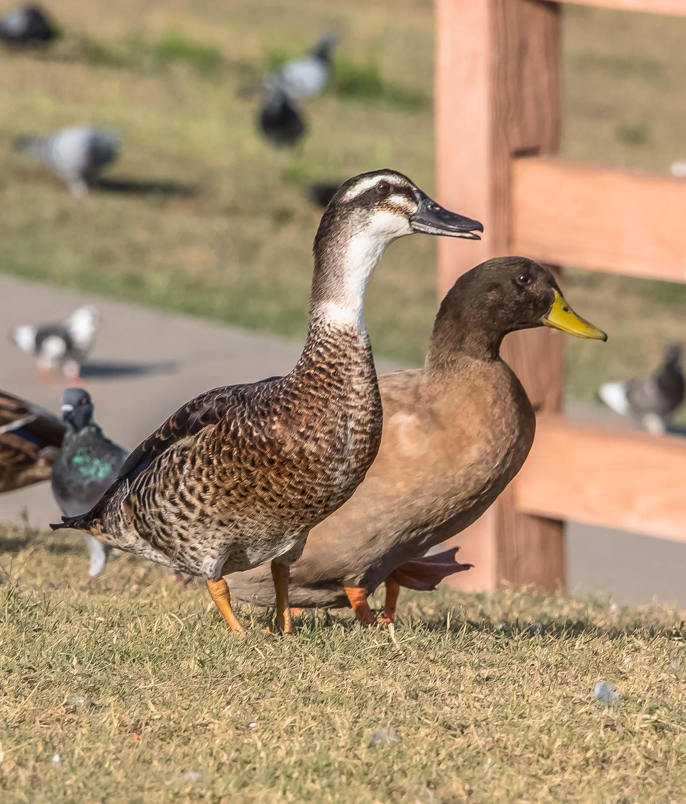 Mallard (Domestic type) Photo by Wally Wenzel