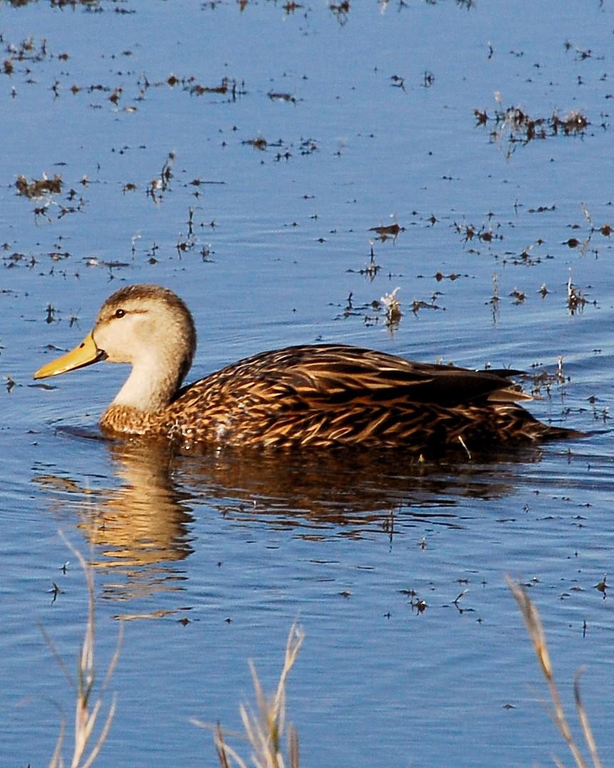 Mottled Duck Photo by David Hollie