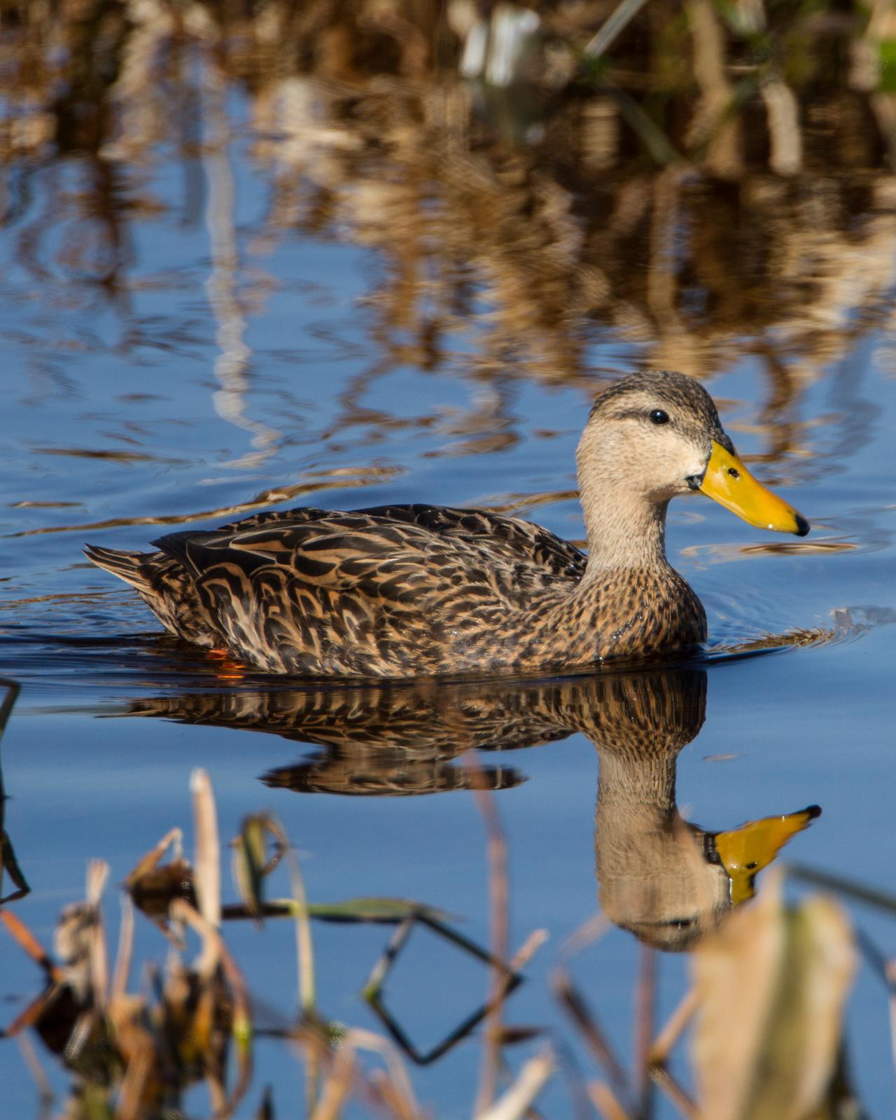 Mottled Duck Photo by JC Knoll
