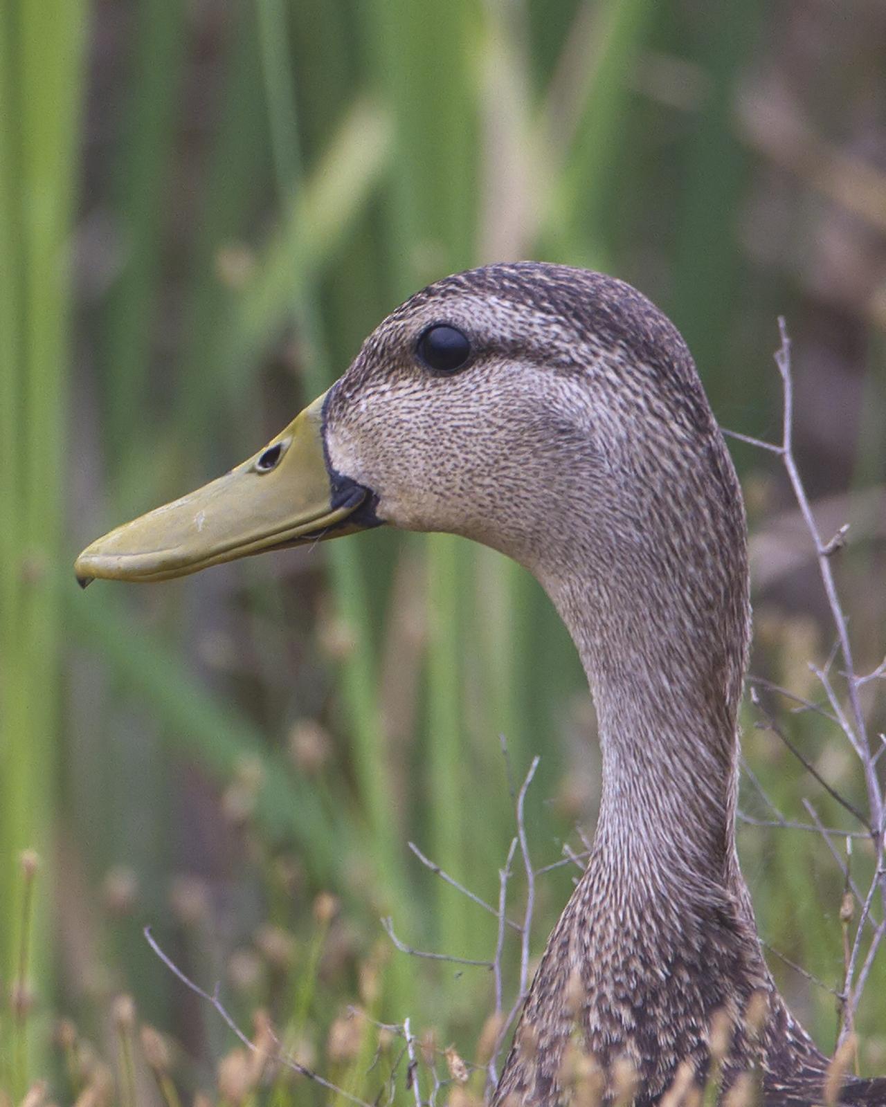 Mottled Duck Photo by Bill Adams