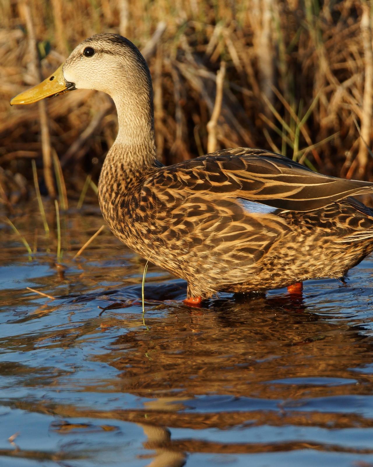 Mottled Duck (Florida) Photo by Steve Percival