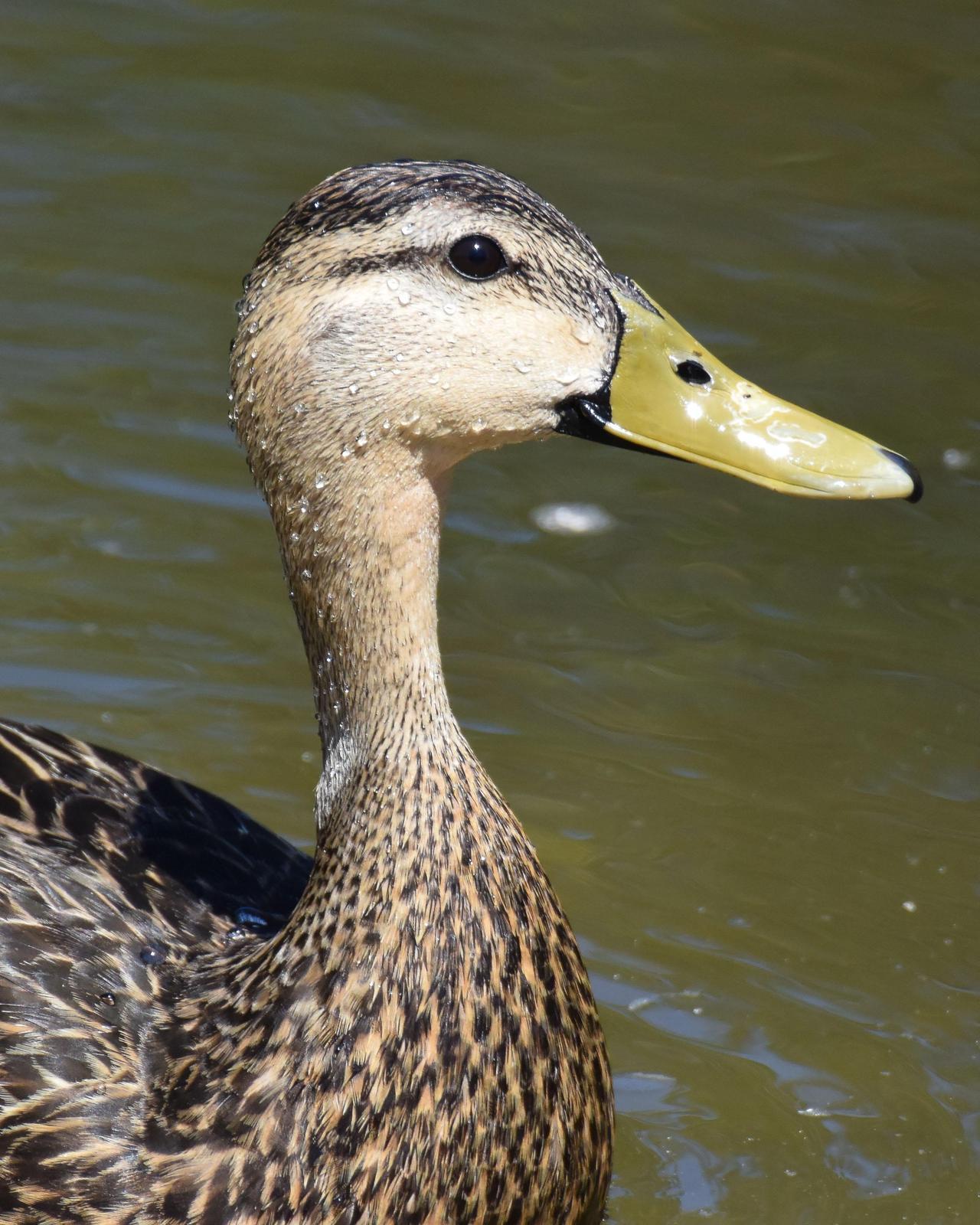 Mottled Duck (Florida) Photo by Emily Percival