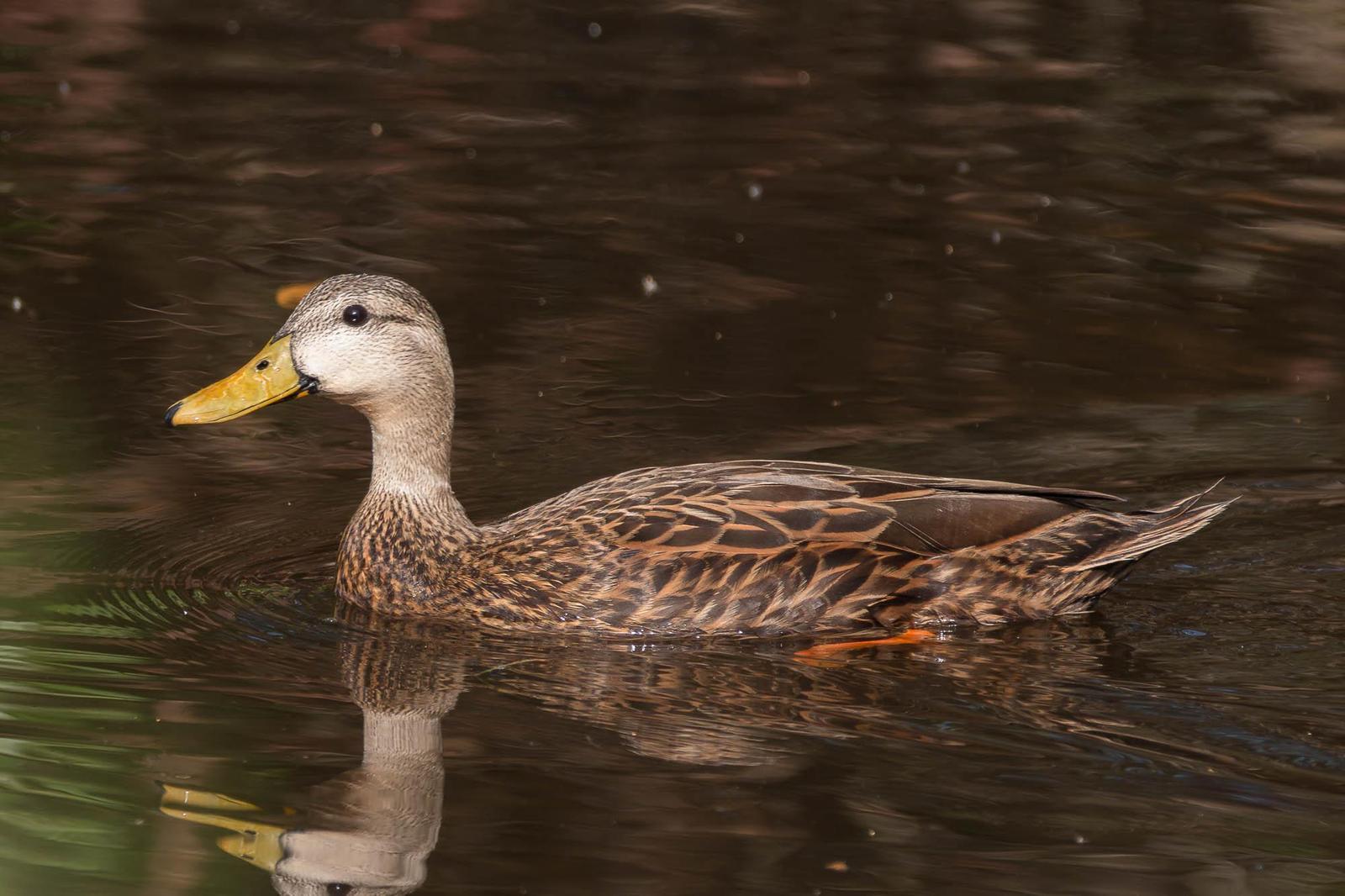 Mottled Duck (Florida) Photo by Denis Rivard