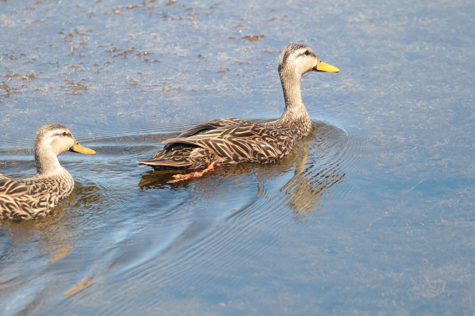 Mottled Duck (Florida) Photo by Karin Kirchhoff