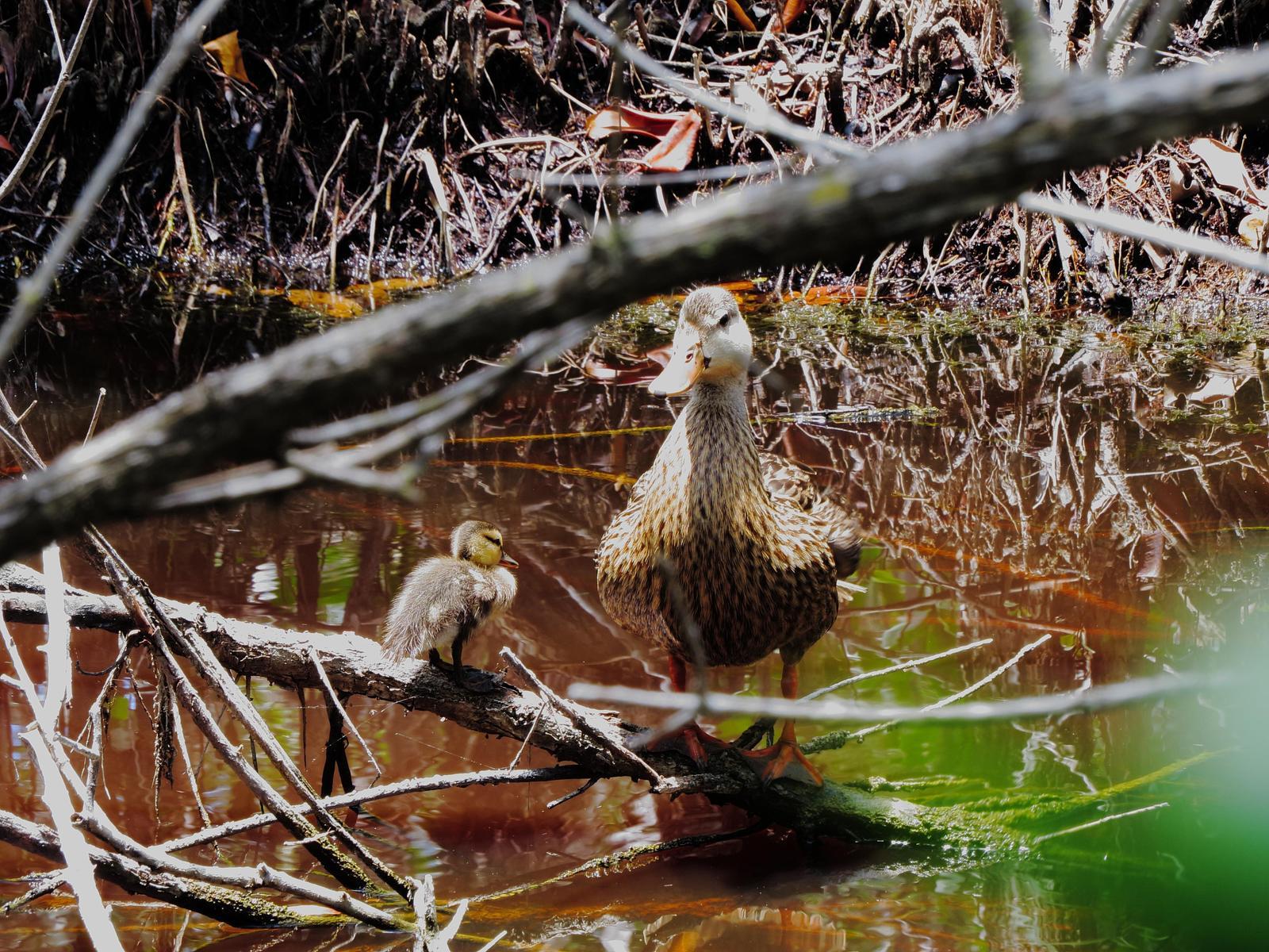 Mottled Duck (Florida) Photo by Kent Jensen