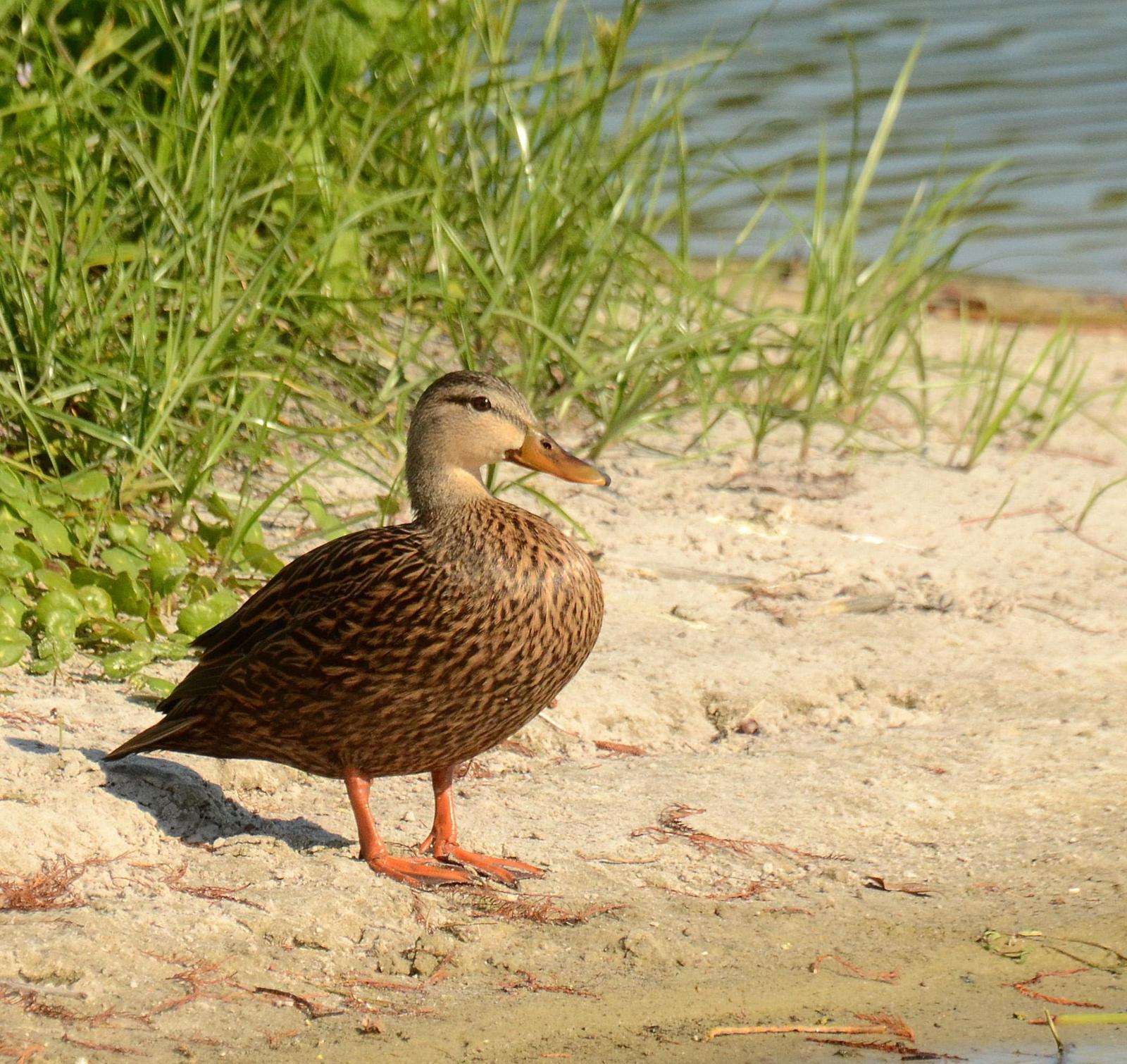 Mottled Duck (Florida) Photo by Steven Mlodinow