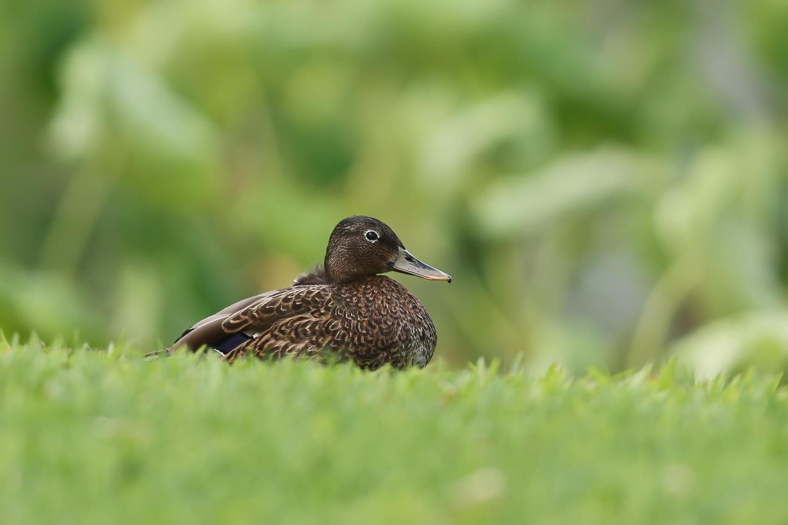 Hawaiian Duck Photo by Tom Ford-Hutchinson