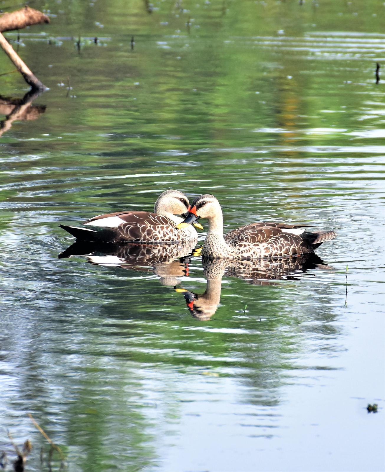 Indian Spot-billed Duck Photo by Krishnakumar Krishnan