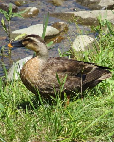 Eastern Spot-billed Duck Photo by Robin Barker