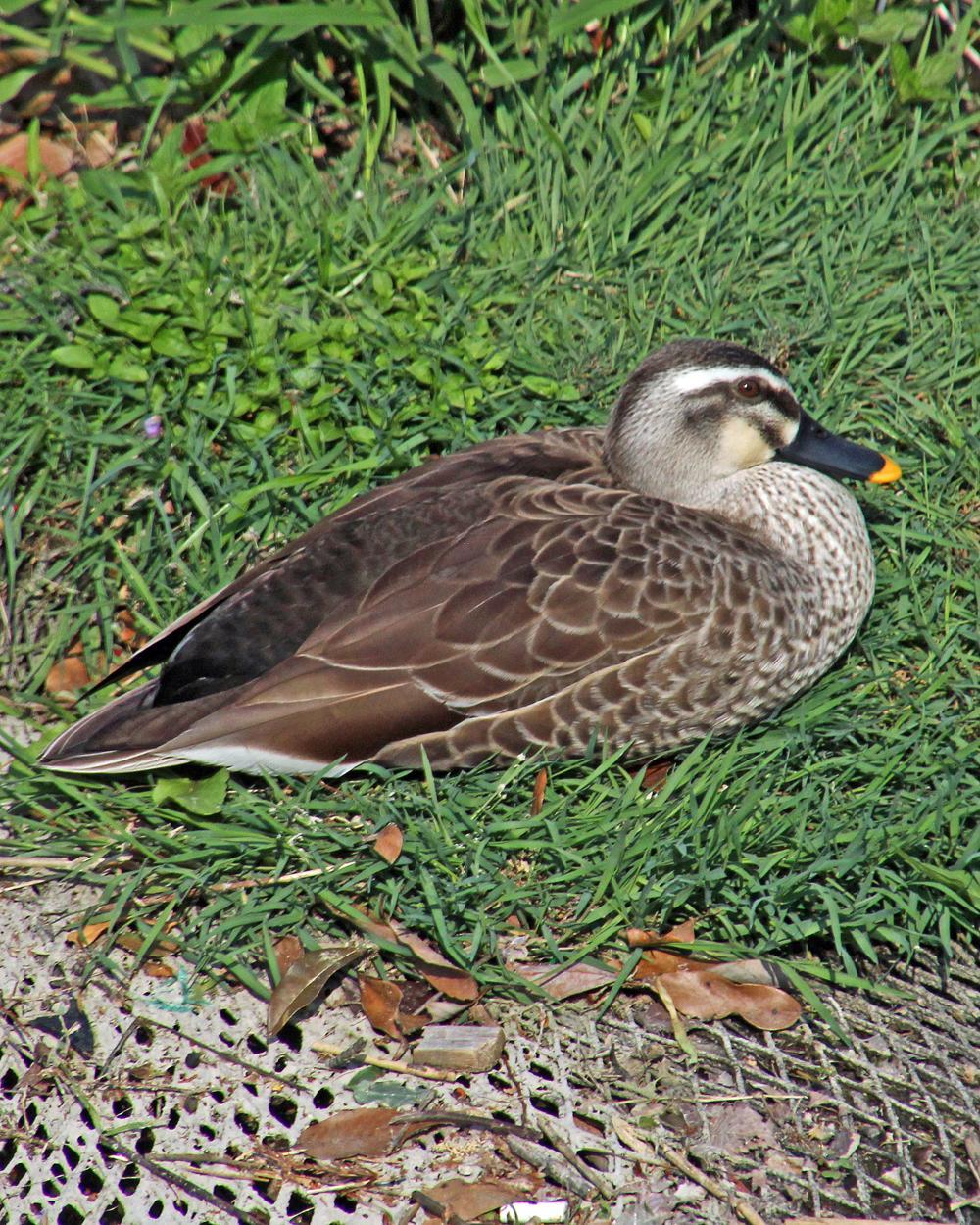 Eastern Spot-billed Duck Photo by Robert Polkinghorn