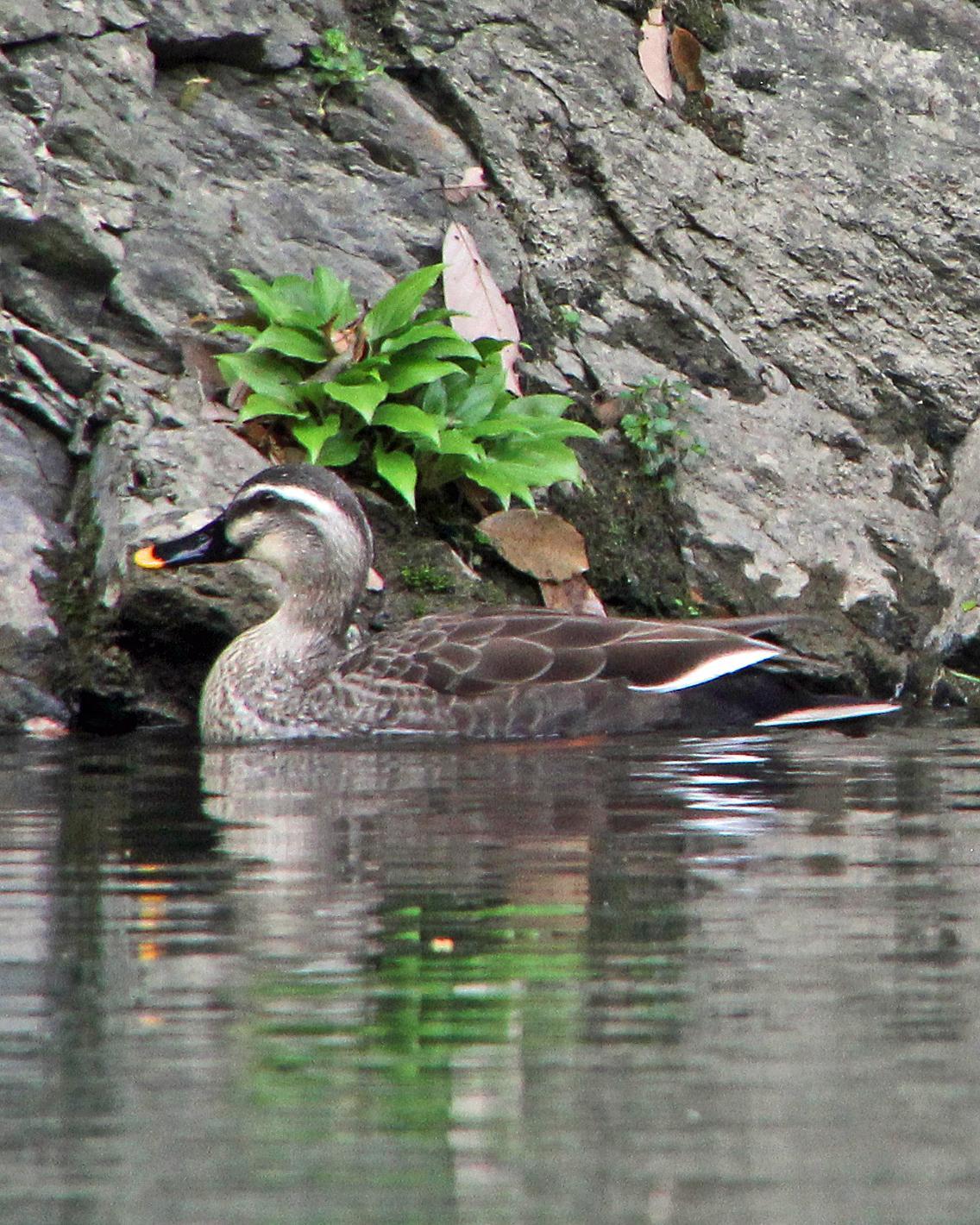 Eastern Spot-billed Duck Photo by Robert Polkinghorn
