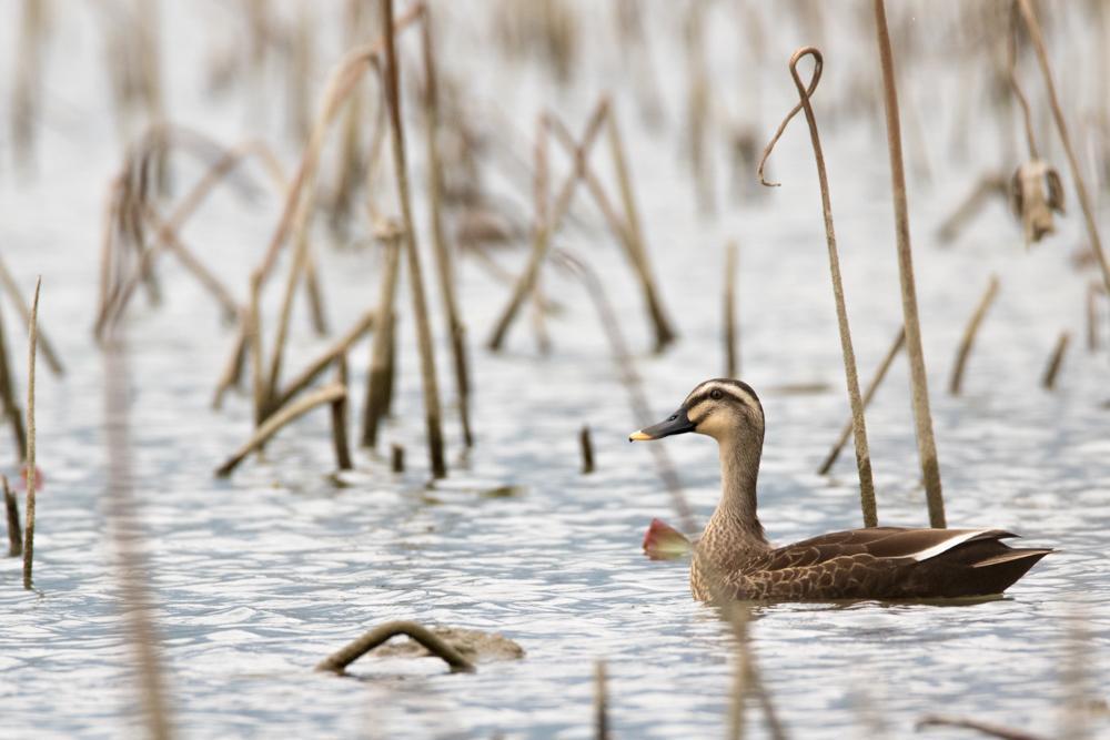 Eastern Spot-billed Duck Photo by Amanda Fulda