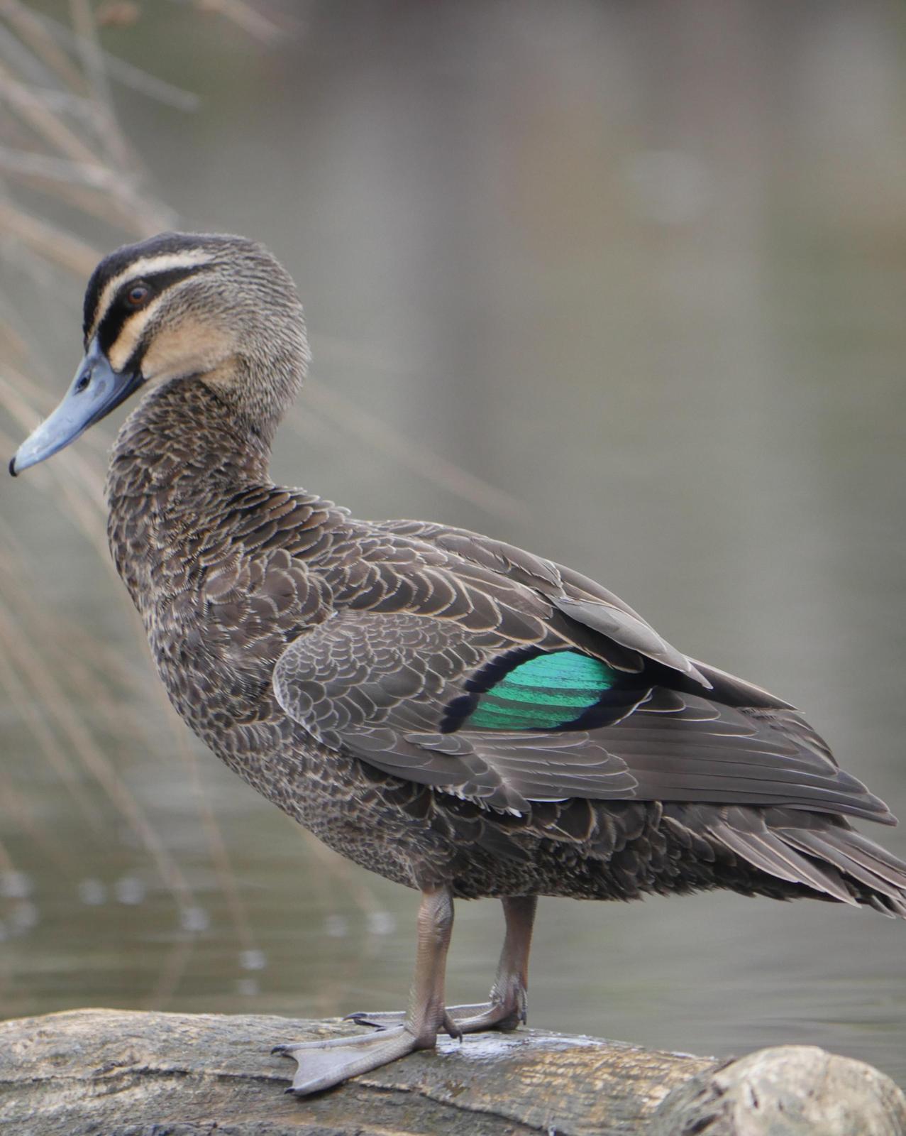 Pacific Black Duck Photo by Peter Lowe