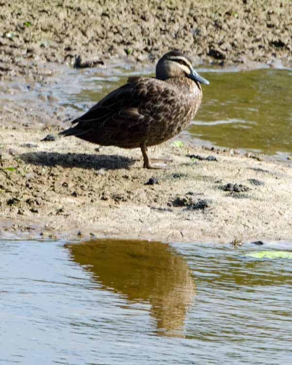Pacific Black Duck Photo by Bob Hasenick