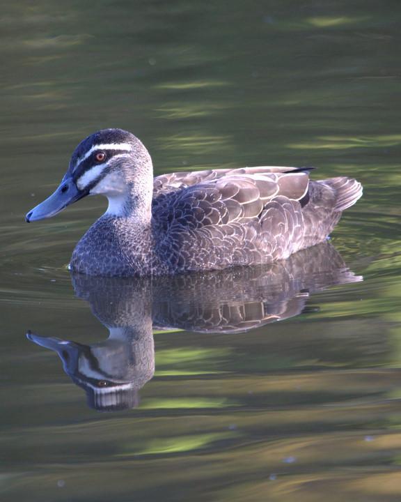 Pacific Black Duck Photo by Mat Gilfedder
